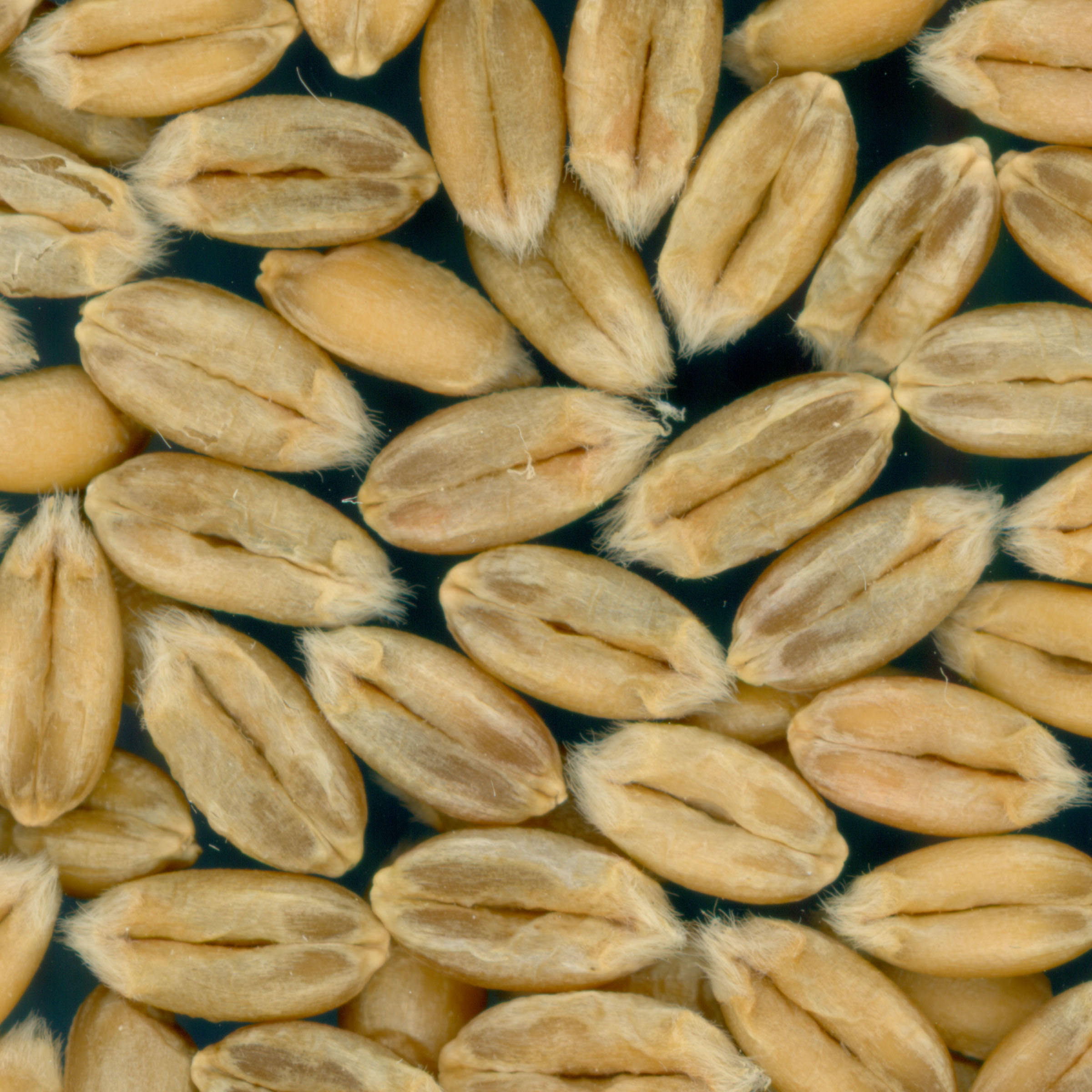 KERNELS